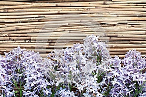 Lilac flowers on dry reed background