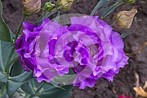 Lilac flowers Eustoma