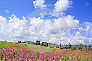 Lilac flowers on field