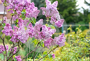 Lilac flowers . Floral background natural spring. Blossoming lilac flower bud. spring time color. Beautiful purple petal