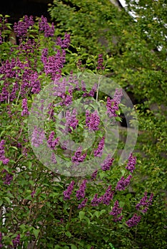 Lilac flowers in the garden. Syringa vulgaris in bloom period