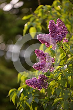 Lilac flowers in the garden. Syringa vulgaris in bloom period