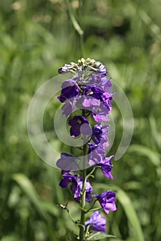 Lilac flowers on a green background. A beautiful summer photo of flowers.