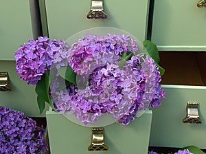 Lilac flowers in green dresser drawers