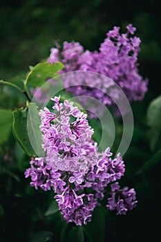 Lilac flowers with green leaves in the background