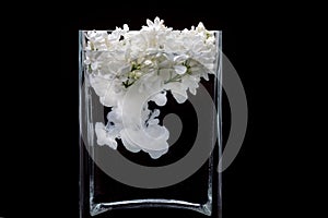 Lilac flowers and ink swirling in water in a glass vase on a black background