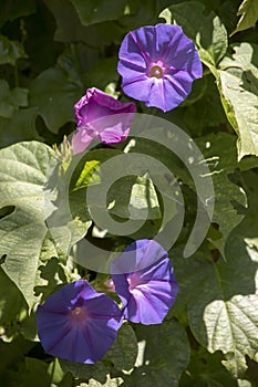 lilac flowers of an ipomoea
