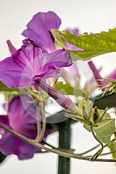 lilac flowers of an ipomoea