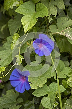 lilac flowers of an ipomoea