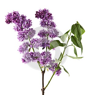 Lilac flowers isolated on white background.