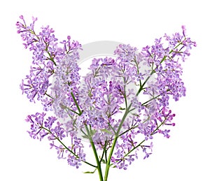 Lilac flowers isolated on white background. Clipping path. Syringa vulgaris flower.