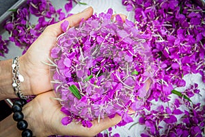 Lilac flowers of Ivan-tea on the handbreadths