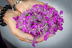 Lilac flowers of Ivan-tea on the handbreadths