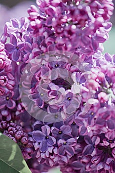 Lilac flowers with a leaf. Close up.