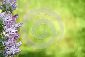 Lilac flowers in line on green background