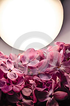 Lilac flowers are lit by a huge white light bulb