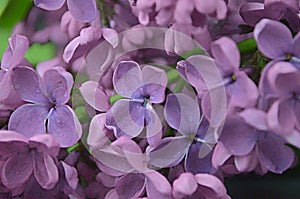 Lilac flowers macro composition