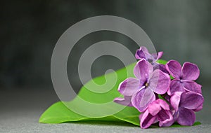 Lilac flowers macro composition