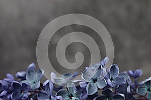 Lilac flowers macro composition frame