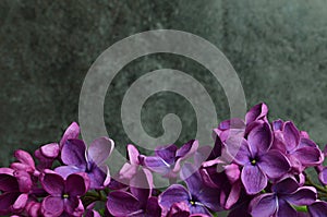 Lilac flowers macro composition frame