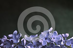 Lilac flowers macro composition frame