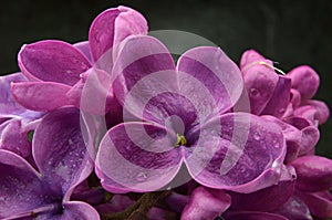 Lilac flowers macro composition