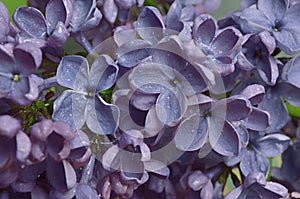 Lilac flowers macro composition