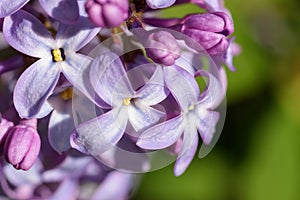 Lilac flowers, macro shot. Abstract background.