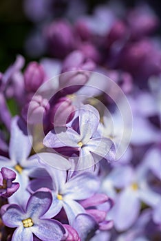 Lilac flowers, macro shot. Purple, violet, lilac abstract background.