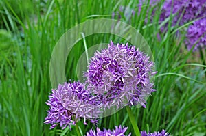 Lilac flowers of a persian onion