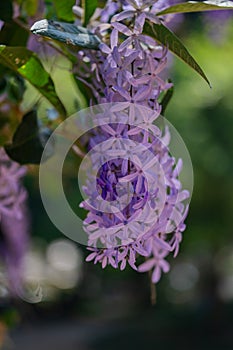 lilac flowers, Petrea volubilis, Queen\'s Wreath