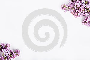 Lilac flowers on pink background on corners of white background