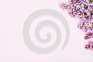 Lilac flowers on pink background on right side of pink background