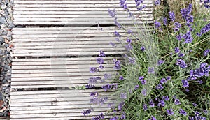 Lilac flowers of provence lavender on a background of pebbles and stylish wooden planks