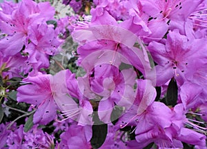 Lilac flowers, Purple flowers. Blossoming tree in spring. Rose flowers, pink flowers, pink azaleas