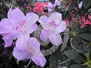 Lilac flowers, Purple flowers. Blossoming tree in spring. Rose flowers, pink flowers, pink azaleas