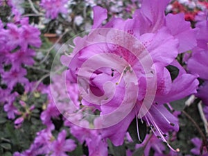 Lilac flowers, Purple flowers. Blossoming tree in spring. Rose flowers, pink flowers, pink azaleas