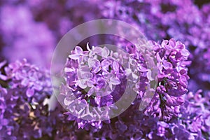 Lilac flowers with selective focus floral background. Toned nature horizontal backdrop. Beauty in nature