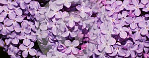 Lilac flowers, selective focus. Spring background