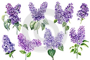 Lilac flowers set on white isolated background, watercolor botanical painting, floral elements. Violet flower