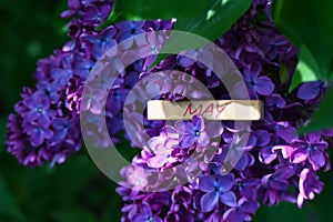 Lilac flowers with a sing with the word May in the midle.