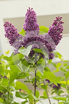 Lilac flowers in the spring