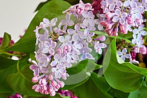 Lilac flowers