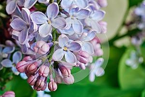 Lilac flowers
