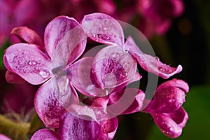 Lilac flowers