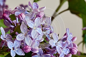 Lilac flowers