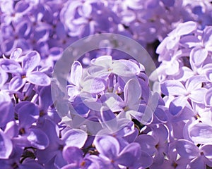 Lilac flowers - Stock Photo