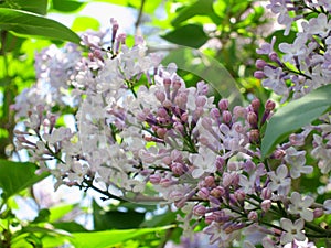 Lilac flowers - Stock Photo