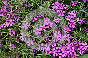 Lilac flowers of styloid phlox in spring in the garden
