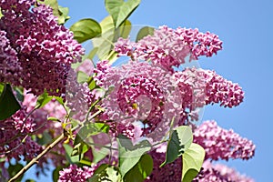 Lilac flowers Syringa L. against the background of the sky